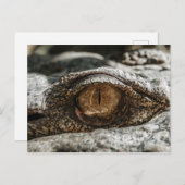 アリゲーターアイクローズアップ ポストカード (正面/裏面)
