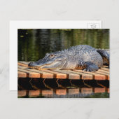 アリゲーターアットホモササ春野生生物州パーク ポストカード (正面/裏面)