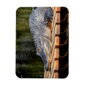 アリゲーターアットホモササ春野生生物州パーク マグネット (縦)