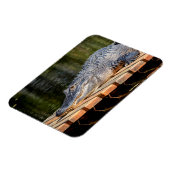 アリゲーターアットホモササ春野生生物州パーク マグネット (左側)