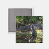 アリゲーターアフタヌーン，エバーグレーズ，フロリダ マグネット (正面/裏面)