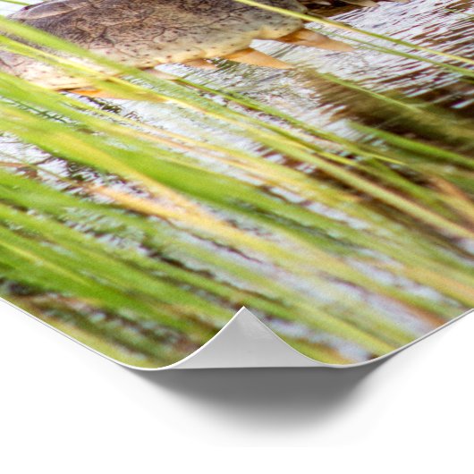 アリゲータークロコディレス野生生物アフリカ ポスター (角)