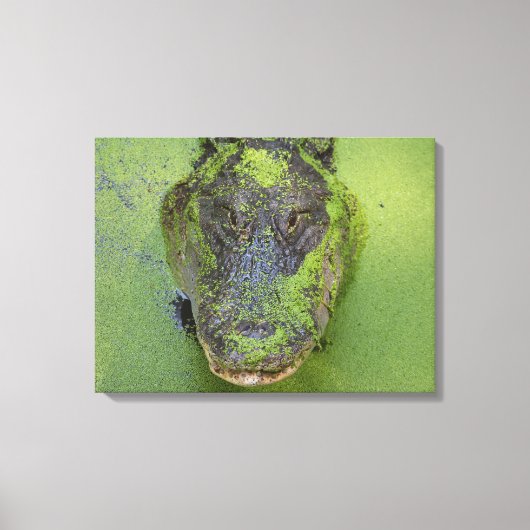 アリゲータークローズアップ写真、野生生物自然プリント キャンバスプリント (正面)