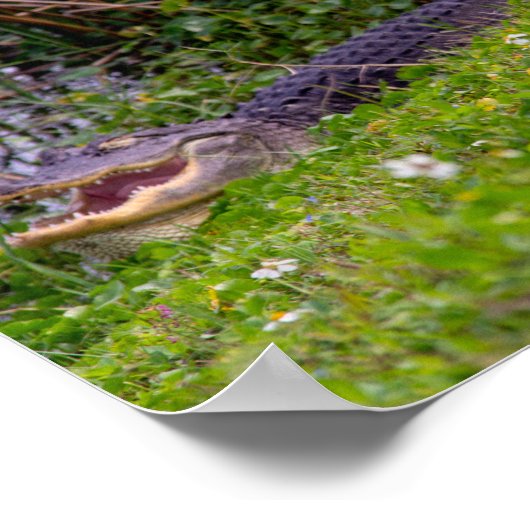 アリゲーターグラスビエラウェットランズフロリダ ポスター (角)