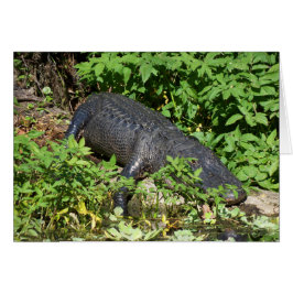 アリゲーターシルバーリバー