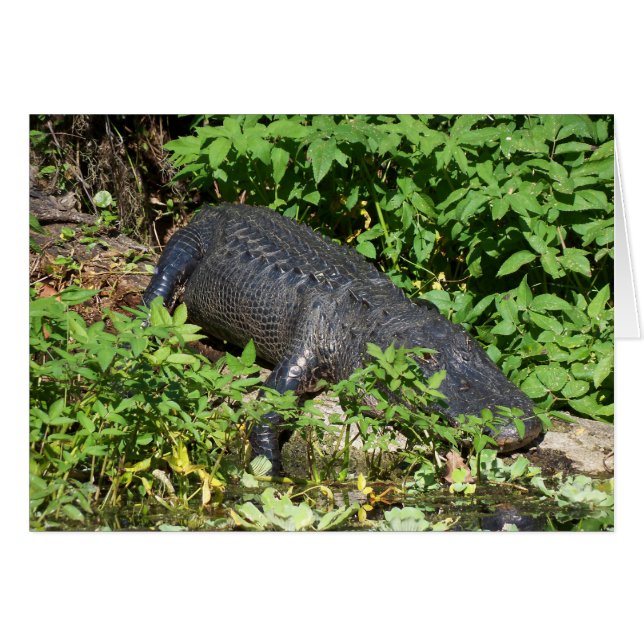 アリゲーターシルバーリバー (正面横)