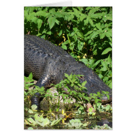 アリゲーターシルバーリバー