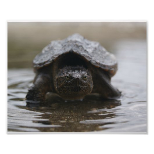 アリゲータースナッパープリント フォトプリント            (正面)