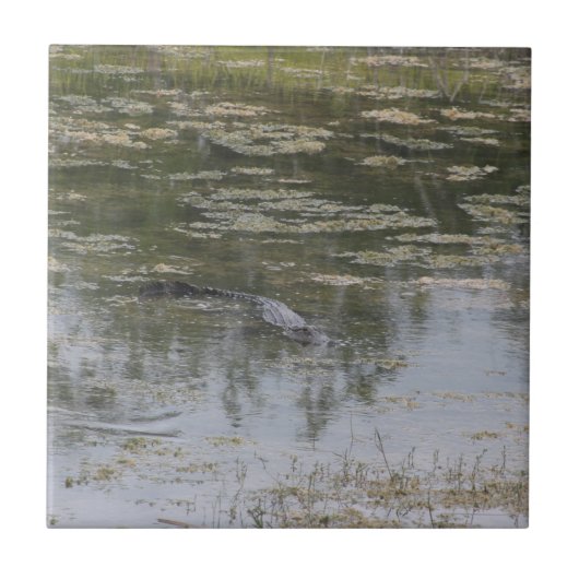 アリゲーターセラミックタイル タイル (正面)