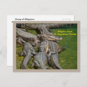 アリゲーターファームのゲーターグループ シーズンポストカード (正面/裏面)