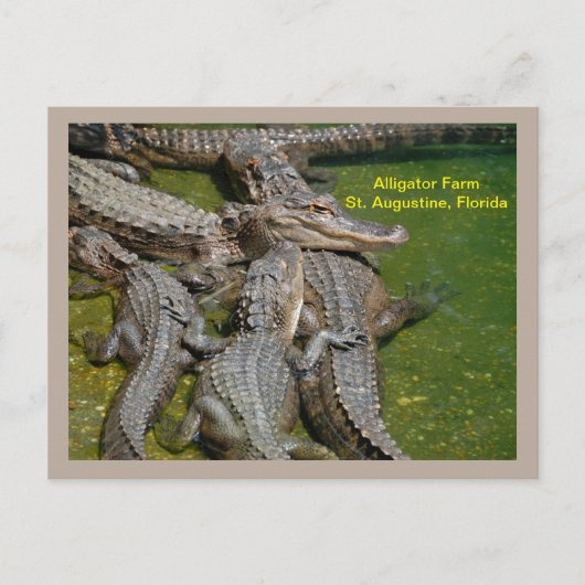 アリゲーターファームのゲーターグループ シーズンポストカード (正面)