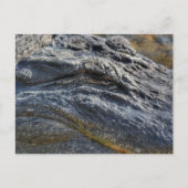 アリゲーターフロリダエバーグレーズクローズアップフォトグラフィック ポストカード (正面)