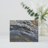 アリゲーターフロリダエバーグレーズクローズアップフォトグラフィック ポストカード (スタンド正面)