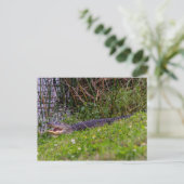 アリゲーターフロリダ湿地写真 ポストカード (スタンド正面)