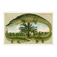 アリゲータープリント1