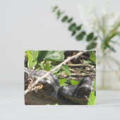 アリゲーターベビー葉書 ポストカード (スタンド正面)