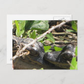 アリゲーターベビー葉書 ポストカード (正面/裏面)