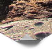 アリゲーターポスター ポスター (角)