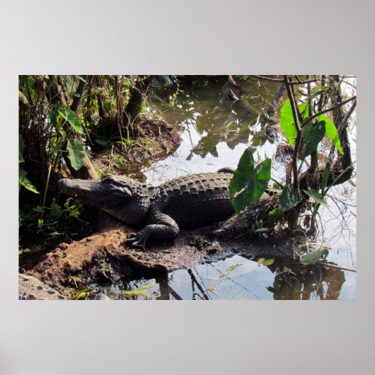 アリゲーターポスター ポスター (正面)