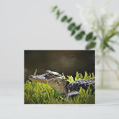 アリゲーターポストカード ポストカード (スタンド正面)