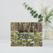 アリゲーターポストカード ポストカード (スタンド正面)