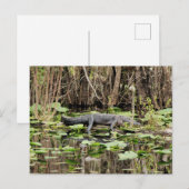 アリゲーターポストカード ポストカード (正面/裏面)