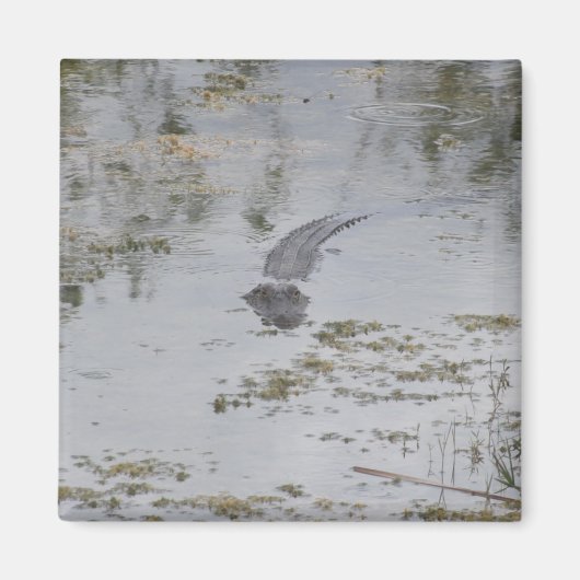 アリゲーターマグネット マグネット (正面)