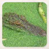 アリゲーター スクエアペーパーコースター (正面)