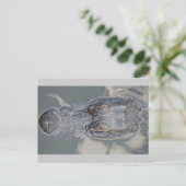 アリゲーター ポストカード (スタンド正面)