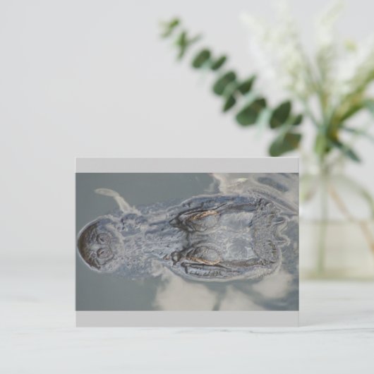 アリゲーター ポストカード (スタンド正面)