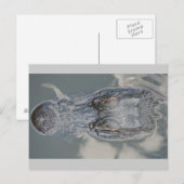 アリゲーター ポストカード (正面/裏面)