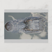 アリゲーター ポストカード (正面)