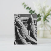 アリゲーター ポストカード (スタンド正面)