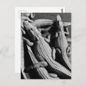 アリゲーター ポストカード (正面/裏面)