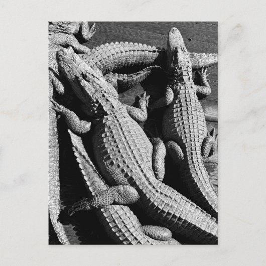 アリゲーター ポストカード (正面)