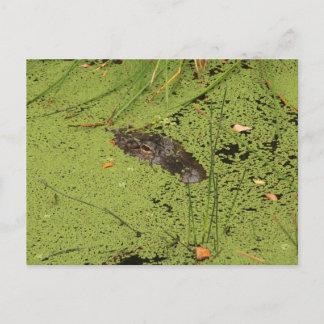 アリゲーター ポストカード