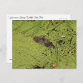 アリゲーター ポストカード (正面/裏面)