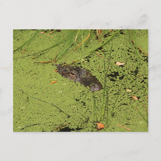 アリゲーター ポストカード (正面)