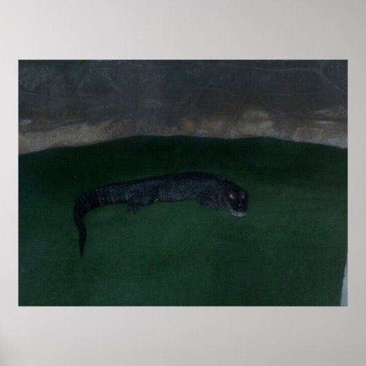 アリゲーター~暗闇の中に何が?ポスター/プリント ポスター (正面)