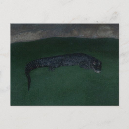 アリゲーター～暗闇の中に何が？ ポストカード (正面)