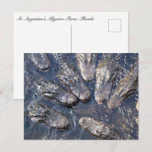 アリゲータ#5 ポストカード (正面/裏面)