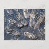 アリゲータ#5 ポストカード (正面)