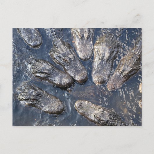 アリゲータ#5 ポストカード (正面)