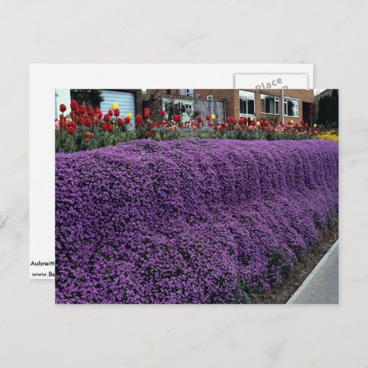 アリスサムのサクスタイルとチューリップを持つオーブリッタ銀行 ポストカード (正面/裏面)