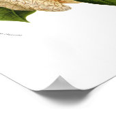 アリストロキアデュシャルトレイ ポスター (角)