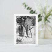 アリスB.ウッドワード：アルテカメルス・アート・ポスカード ポストカード (スタンド正面)