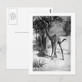 アリスB.ウッドワード：アルテカメルス・アート・ポスカード ポストカード (正面/裏面)