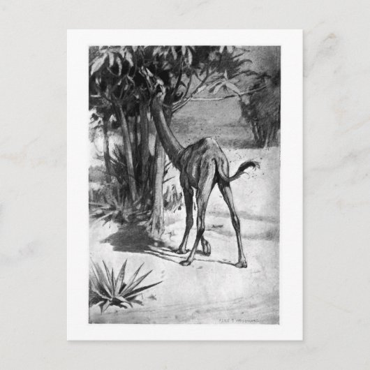 アリスB.ウッドワード：アルテカメルス・アート・ポスカード ポストカード (正面)