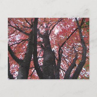 アリズパースペクティブはがき ポストカード