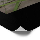 "アリソンの池" -プリント ポスター (角)